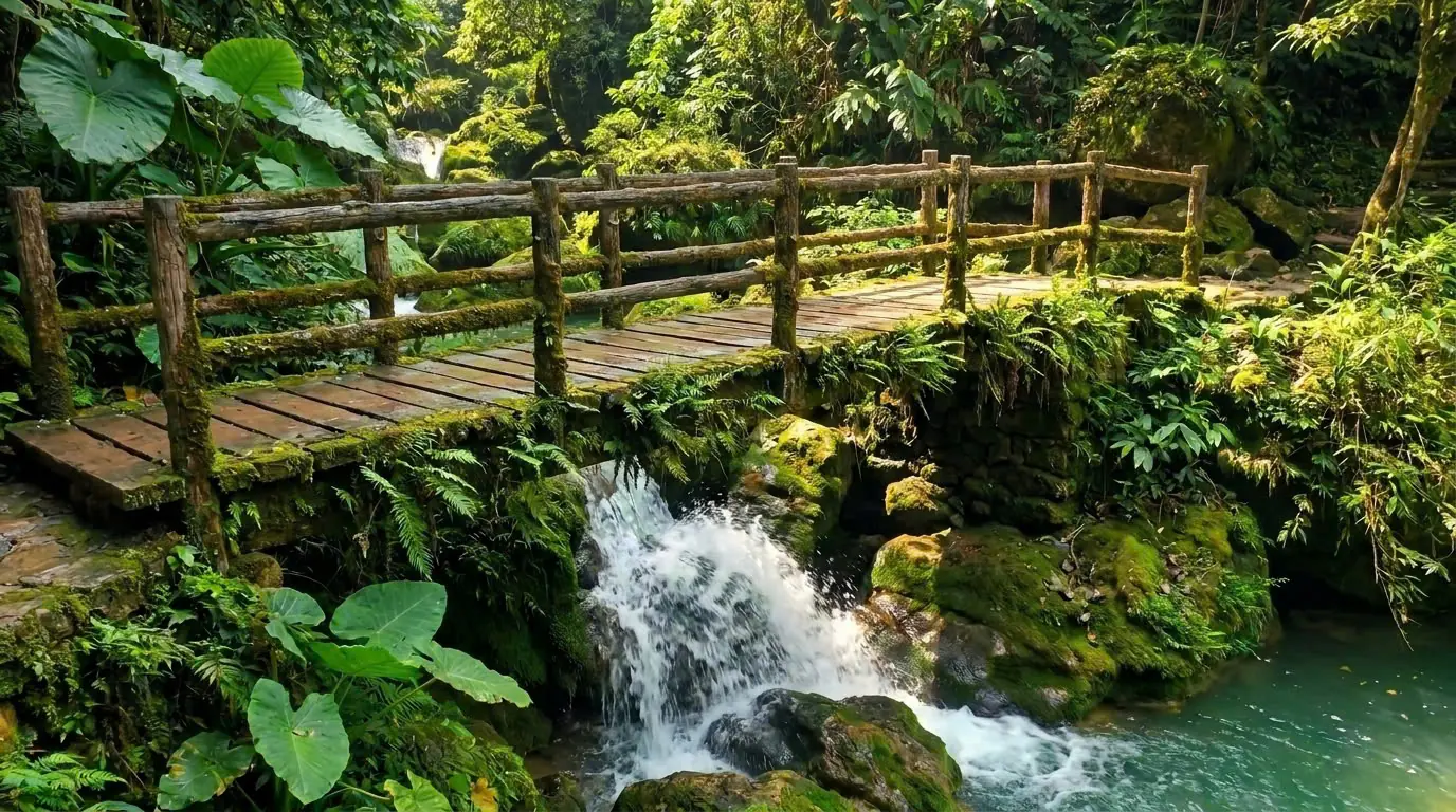 Forest walkway
